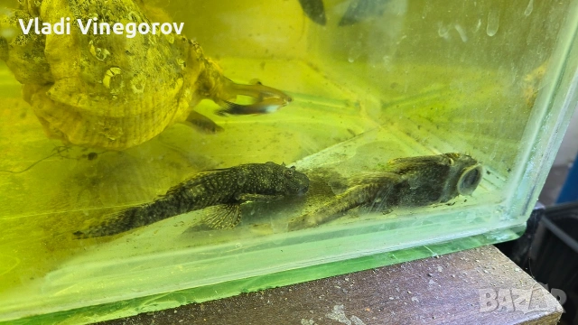 Аквариум 130 литра с рибки - само лично предаване гр.ВИДИН, снимка 4 - Рибки - 53255378