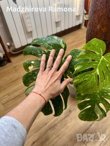 Monstera Thai constellation , снимка 2 - Стайни растения - 52190359