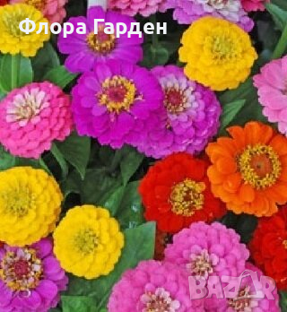 СЕМЕНА - Цветя едногодишни, снимка 14 - Сортови семена и луковици - 44836072