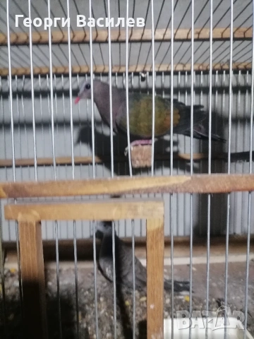 Екзотична птица зелено крила