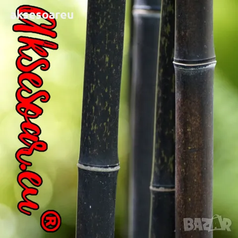 100 бр. нови висококачествени семена от черен бамбук - Phyllostachys nigra красиви растения градина