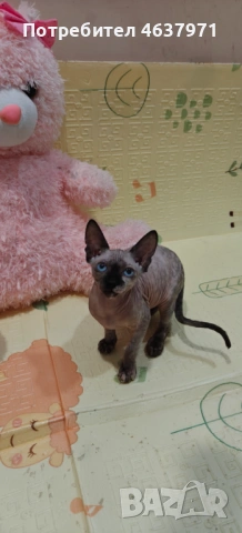 Канадски сфинкс, снимка 6 - Сфинксове - 53519696