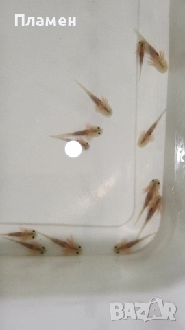 Аксолотъл Амбистома, снимка 2 - Рибки - 53803622