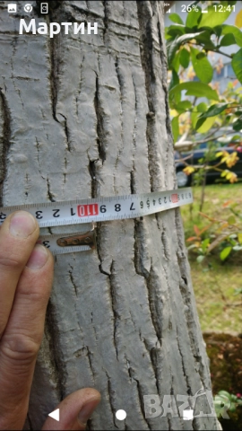 Продавам орех дървен материал 