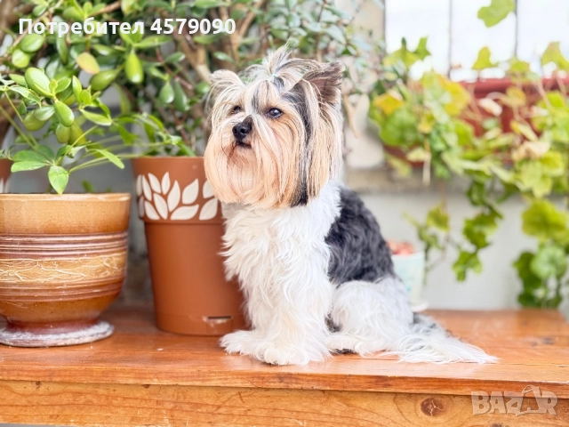 Бивер Йорк – мъжки с родословие търси партньорка, снимка 1