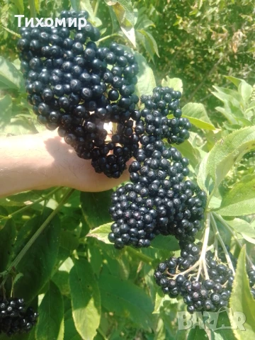 Записвам за Концентрат Сироп от черен бъз Бран в екологично чист район.