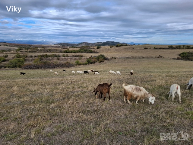 ярета на свободна паша, снимка 8 - Кози - 51962192