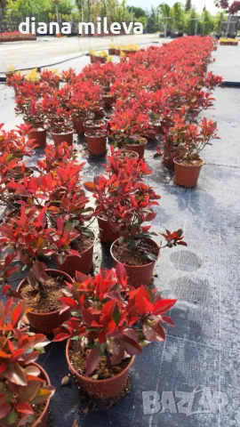  Фотиния Литъл Ред Робин, Photinia fr. Little Red Robin, снимка 8 - Градински цветя и растения - 43806136