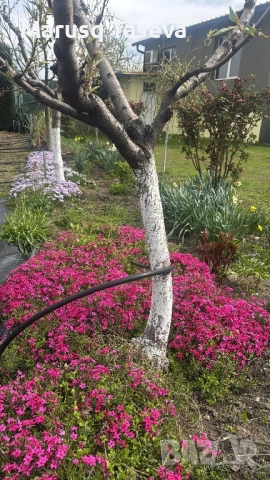 Флокс цикламен и светло син. , снимка 5 - Градински цветя и растения - 53818163