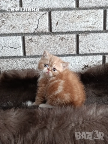 Екзотично късокосместо коте 🐈, снимка 5 - Персийска - 53121459