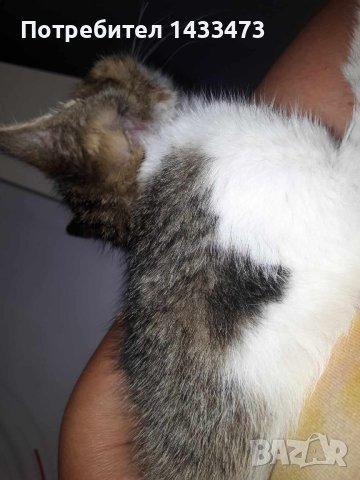 Търся изгубено коте (парично възнаграждение) , снимка 4 - Изгубени/намерени - 41785003