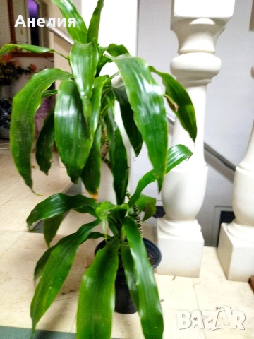 Драцена с големи лъскави листя, снимка 2 - Стайни растения - 53215103