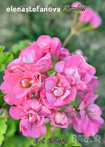 Комплект от 4 сортови мушката , снимка 3 - Стайни растения - 53830038