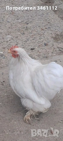 продавам петлета мини кохин 10 бройки може и ярки!, снимка 8 - други­ - 53065894