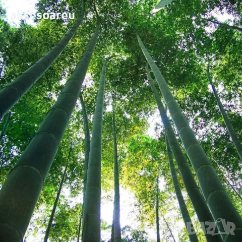 100 качествени Семена от градински горски гигантски бамбук Moso Bambo декоративни растения за дома, снимка 10 - Сортови семена и луковици - 50334620