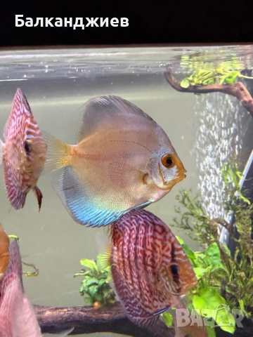 Дискуси 7-8 см , снимка 2 - Рибки - 53712754