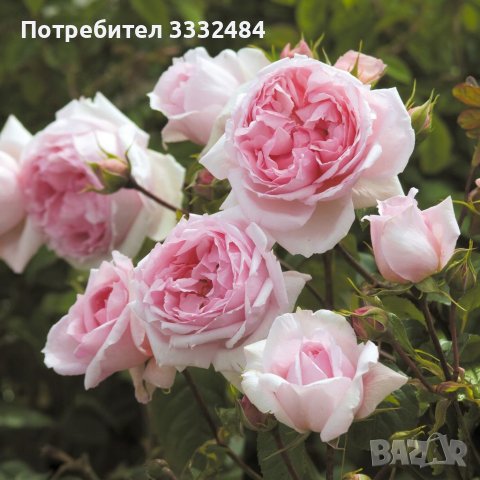 Роза 8, снимка 3 - Градински цветя и растения - 41783302