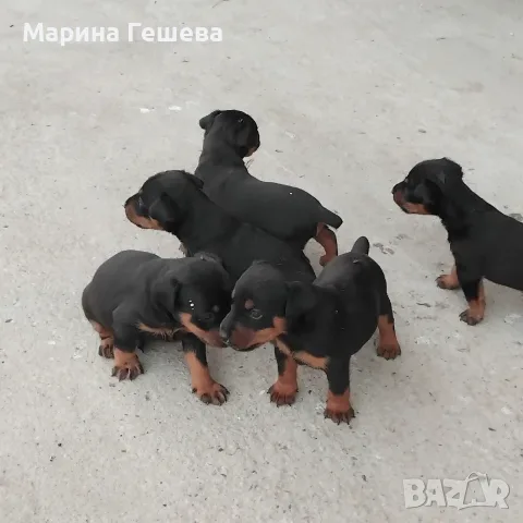Ягдтериер 2 мъжки и 4 женски