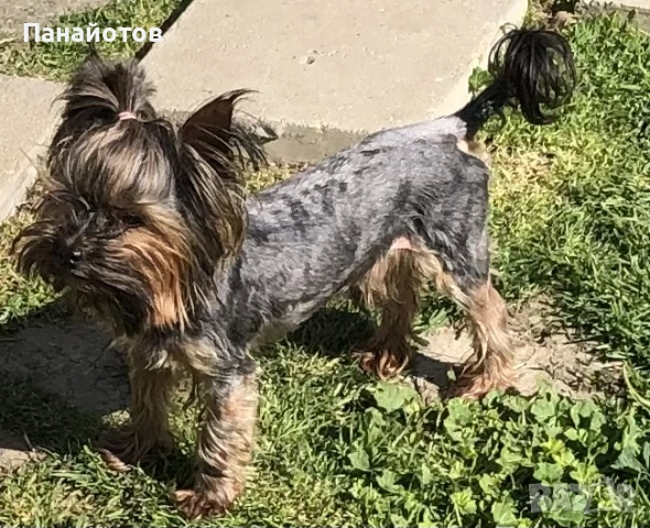 Йоркширски териер, снимка 2 - Йоркширски териер - 52557976