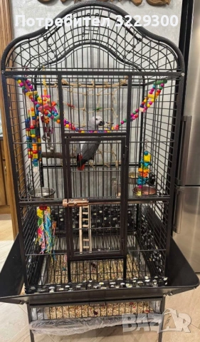 Папагал Жако, снимка 3 - Папагали - 53670859