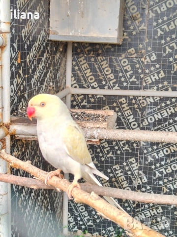 продавам различни видове папагали, снимка 10 - Папагали - 52450832