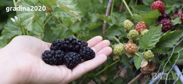 Къпина Натчез /Rubus fruticosus Natchez /, снимка 4 - Разсади - 42314660