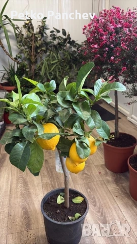 🍋🍋🍋Цитрус Лимон, снимка 6 - Градински цветя и растения - 50239217