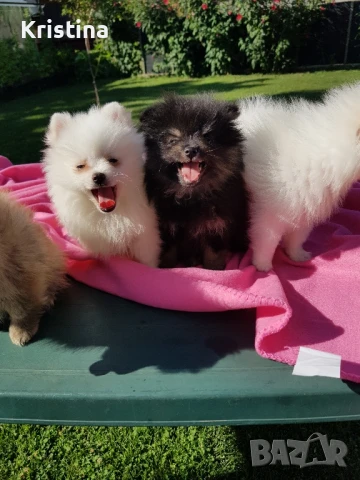 Померан померанчета свободни!, снимка 4 - Померан - 51318835
