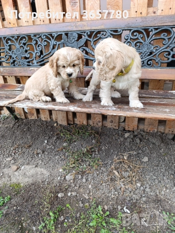 Американски кокер шпанол, снимка 4 - Кокер шпаньол - 52794419