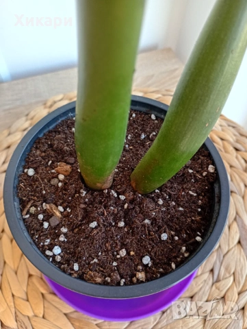 Замиокулкас , снимка 4 - Стайни растения - 53643176