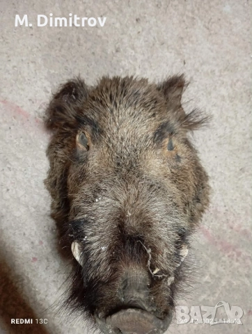 Свинска глава