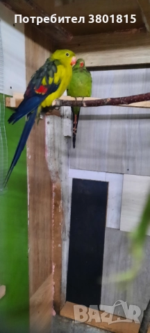 Планински папагали, снимка 2 - Папагали - 52241082