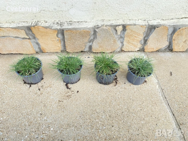 Фестука глаука (синя трева), снимка 3 - Градински цветя и растения - 53686507