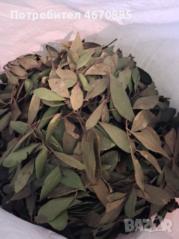 Дафинов лист, снимка 2 - Градински цветя и растения - 52678362