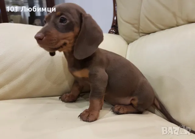 Шоко Дакели , снимка 2 - Дакели - 47450586