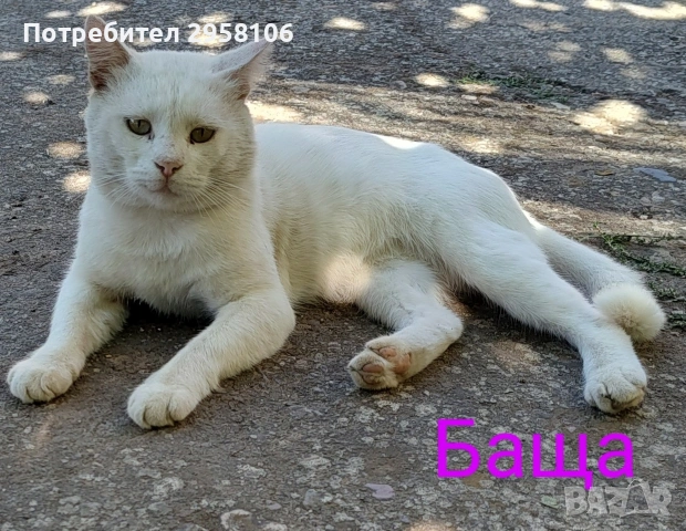 бяло мъжко коте, сини очи, 5 мес., снимка 15 - Британска късокосместа - 53197414