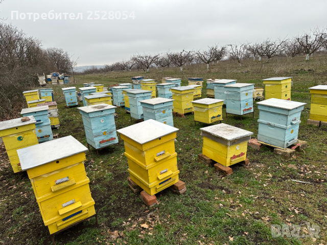 Продавам пчелни семейства с многокорпусен кошери, снимка 12 - За пчели - 44828345