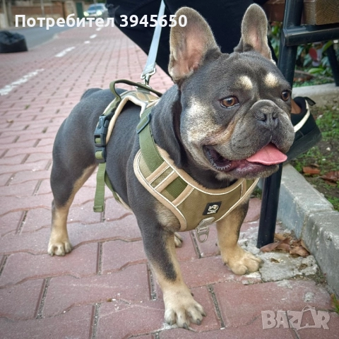 Мъжки френски булдог , снимка 3 - Френски булдог - 51872131