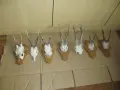 Рога - ловни трофеи 7 броя, снимка 3