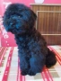 Мини пудел , снимка 5