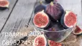 Смокиня Мичуринска-10, снимка 1
