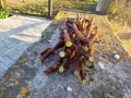 Резници Безсеменно грозде Лоза Кишмиш Рататуй (Захарни капки), снимка 1 - Градински цветя и растения - 44821911