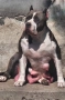 Американско були хл American bully XL, снимка 1