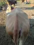 Продавам крава за клане, снимка 3