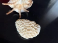 Сувенири морска ръковина, снимка 3