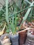Вкоренени растения студоустойчива Юка на 1-3 год., снимка 7