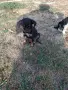 Adopt a puppy.4 кученца бяха изхвърлени !търсим осиновители, снимка 10