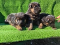 Немски овчарки, снимка 7