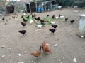 Селски кокошки, снимка 2