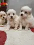 мини малтийски болонки, снимка 4